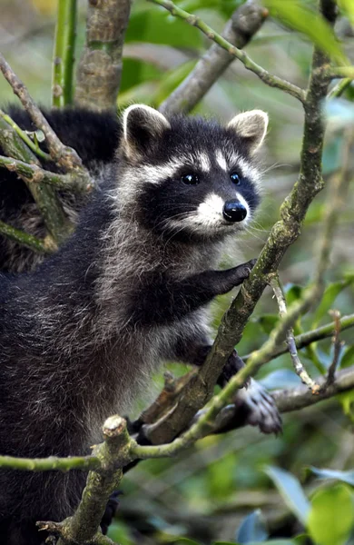 Raccoon Urso Animal Mamífero Roedor — Fotografia de Stock