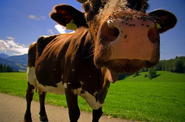 Gelukkig Tevreden Nials Het Niet Voor Vliegen — Stockfoto