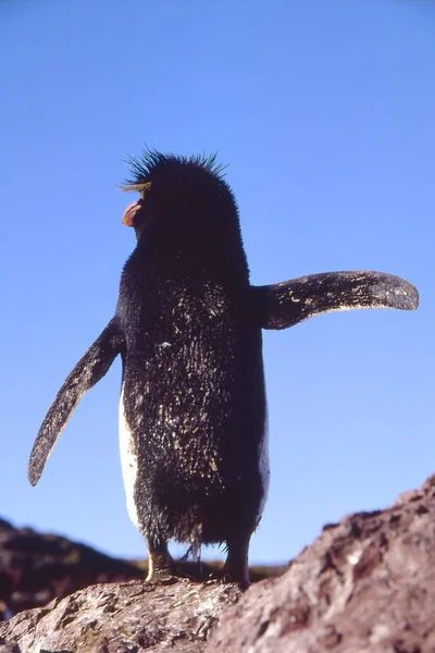 Pemandangan Indah Burung Penguin Lucu Alam — Stok Foto