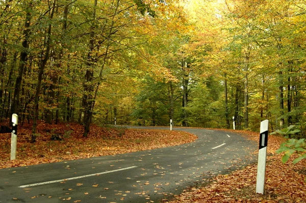 Beautiful Colorful Autumn Foliage — Stock Photo, Image