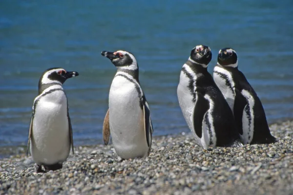 Vacker Utsikt Över Söta Pingvinfåglar Naturen — Stockfoto