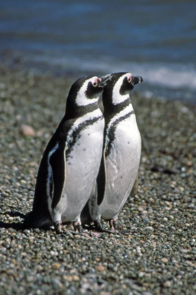 Pingouins Magellan Vue Jour — Photo