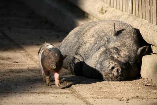 Primer Plano Los Animales Zoológico — Foto de Stock