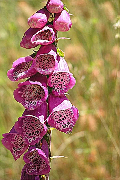 글러브 Digitalis Purpurea 속한다 Digitalis Lat 가리킨다 속으로 — 스톡 사진