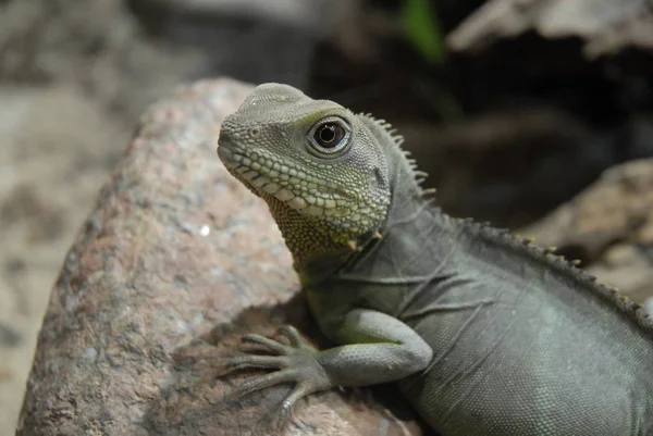 Primer Plano Lagarto Hábitat Concepto Salvajismo — Foto de Stock