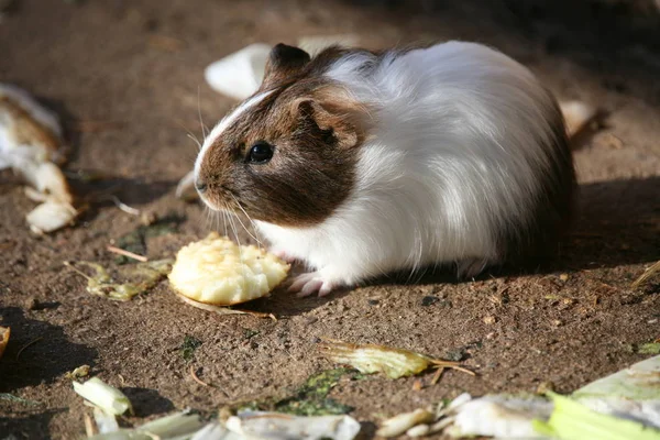 Hamster Marsvin Gnagare Djur Sällskapsdjur — Stockfoto