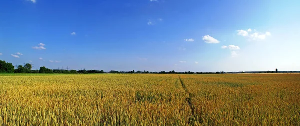 Vista Panorâmica Agricultura Campo — Fotografia de Stock