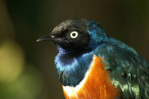 Ajuda Alguém Sabe Nome Deste Pássaro Obrigado Com Antecedência Nlg — Fotografia de Stock