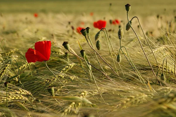 Närbild Vackra Vilda Vallmo Blommor — Stockfoto