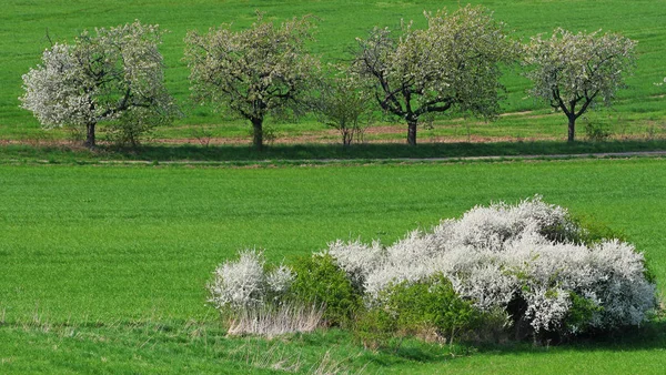 Vista Panoramica Sulla Campagna Attenzione Selettiva — Foto Stock