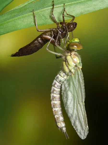 Natura Owad Ważka Mucha Odonata Mucha — Zdjęcie stockowe