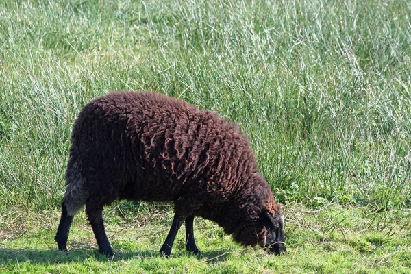 Landleven Selectieve Focus — Stockfoto