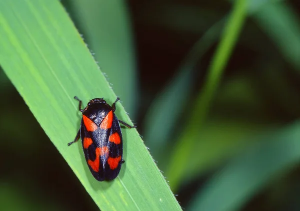 Noktalı Kırmızı Böcek Uğur Böceği — Stok fotoğraf