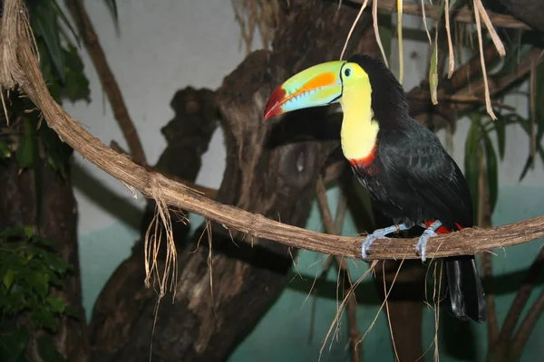 Aussichtsreiche Aussicht Auf Schöne Vögel Der Natur — Stockfoto