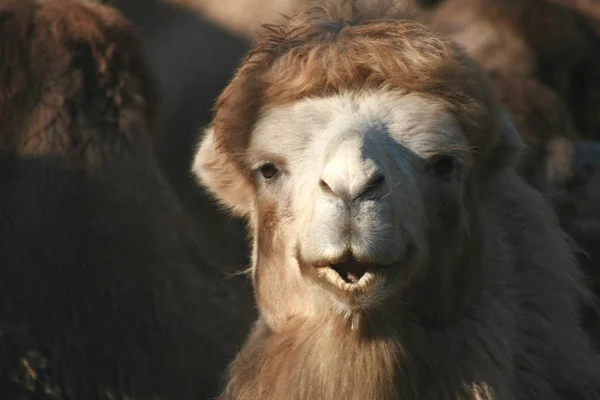 Cammello Comune Animale Fauna Naturale — Foto Stock