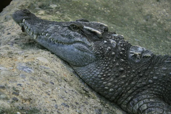 Crocodilo Jacaré Carnívoro Animal — Fotografia de Stock