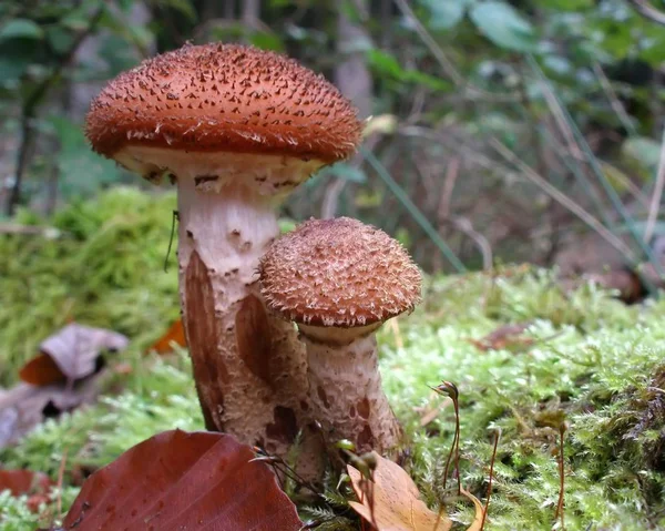 Pilze Pilzflora Und Botanik — Stockfoto