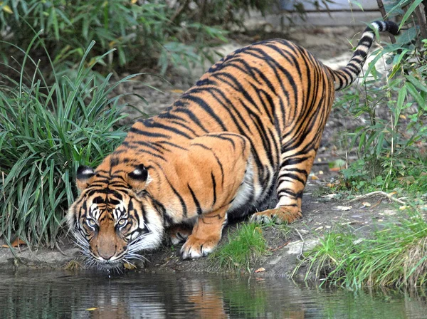 Detailní Záběr Zvířat Zoologické Zahradě — Stock fotografie