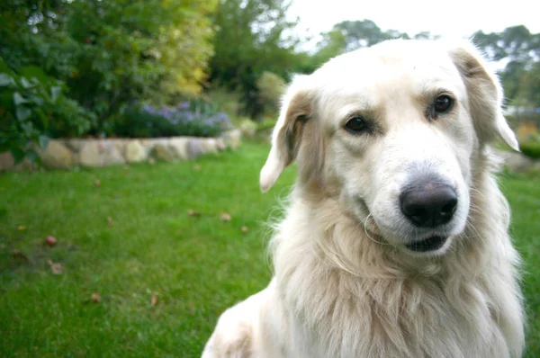 Ritratto Cane Carino — Foto Stock