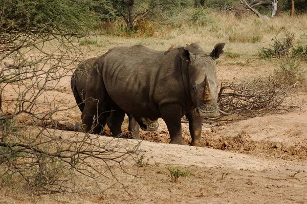 Afrikalı Hayvan Gergedan Yaratık Hayvan — Stok fotoğraf