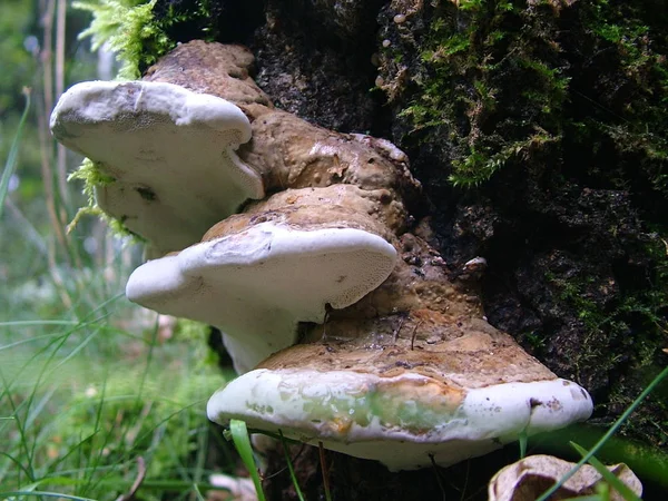 Culture Champignons Dans Forêt Fond Nature — Photo