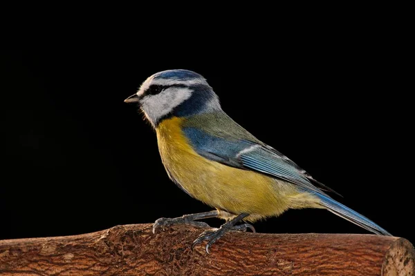 Malerische Ansicht Der Schönen Meise Vogel — Stockfoto