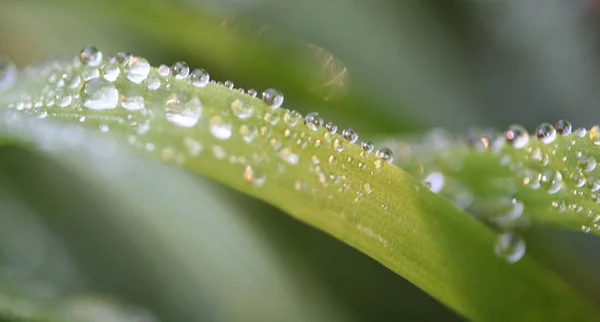 Grama Flora Planta Natureza — Fotografia de Stock