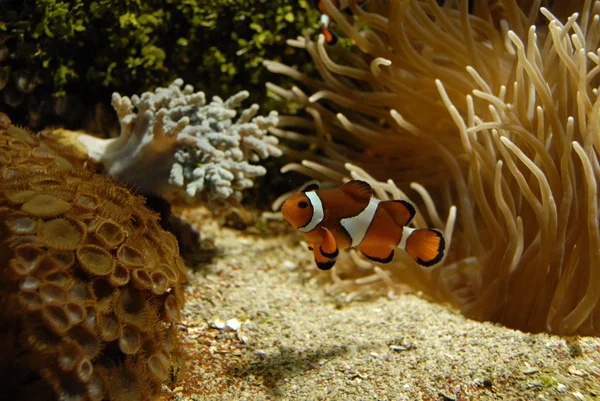 Pez Payaso Arrecife Submarino Con Peces —  Fotos de Stock