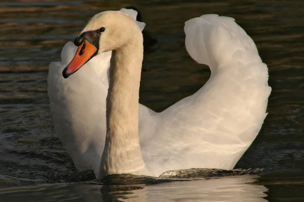 Schilderachtig Uitzicht Majestueuze Zwanen Natuur — Stockfoto