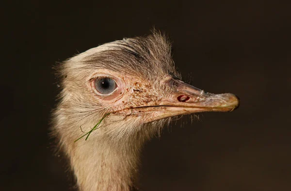 Aussichtsreiche Aussicht Auf Schöne Vögel Der Natur — Stockfoto