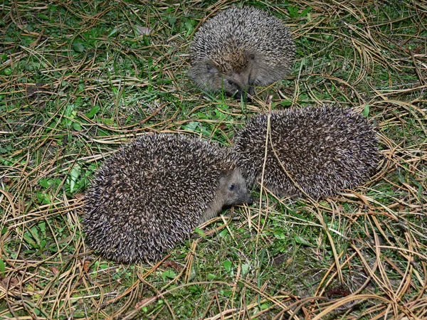 ヘッジホッグやヘッジホッグは — ストック写真