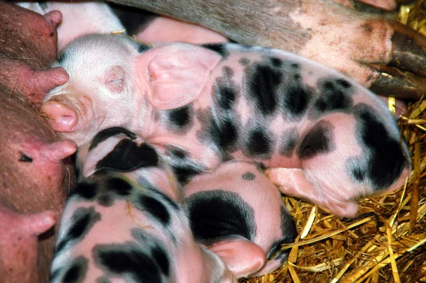 两天大的小猪Bentheim 一个年迈的 现已濒临绝种的家养猪品种 — 图库照片