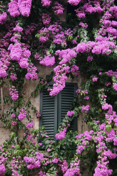 Flores Florecientes Hermosas Fondo Naturaleza — Foto de Stock