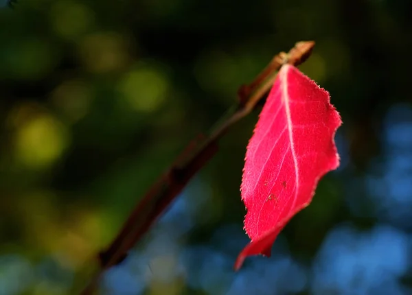 Schöne Bunte Herbstblätter — Stockfoto