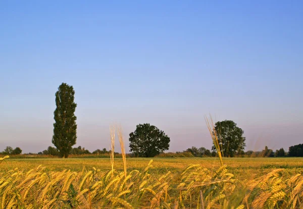 Paisaje Agrícola Rural Cultivo Cereales — Foto de Stock