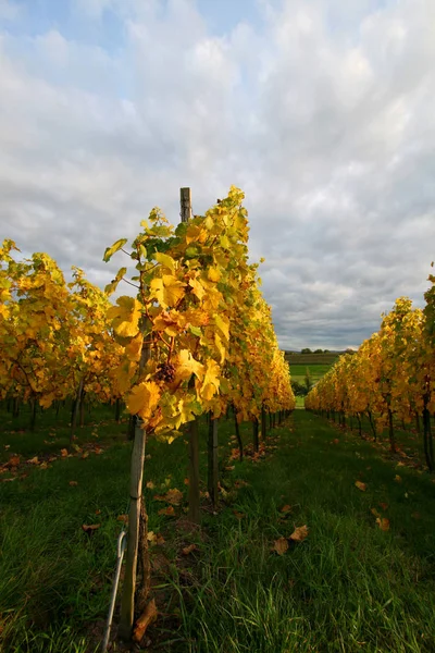 Viñedos Vid Uva — Foto de Stock