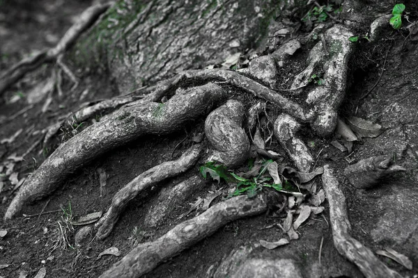 Flora Naturen Botanik Trädstammar — Stockfoto