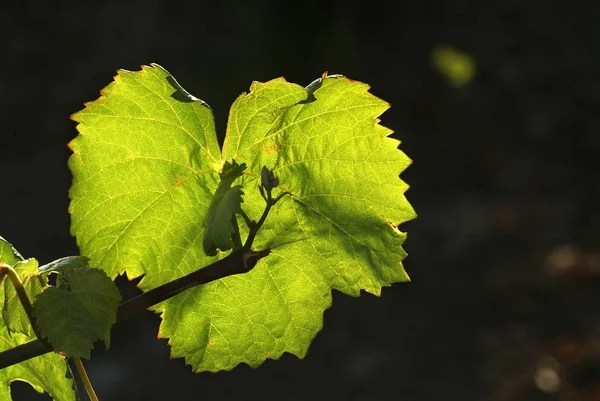 Schöne Aussicht Auf Die Natur — Stockfoto