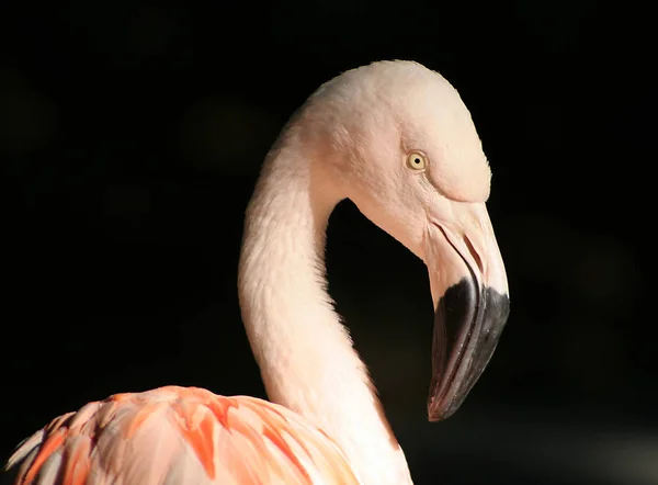 Flamingo Naturalne Tło Ptaków — Zdjęcie stockowe