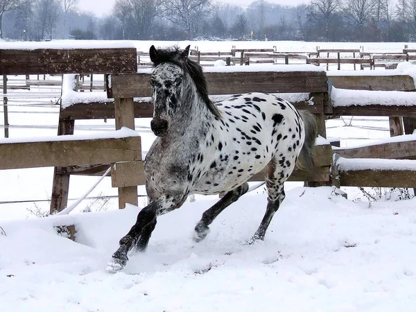 Lindo Caballo Naturaleza Salvaje — Foto de Stock