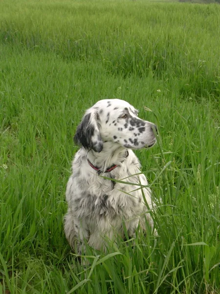 Sevimli Köpek Evcil Hayvan Portresi — Stok fotoğraf