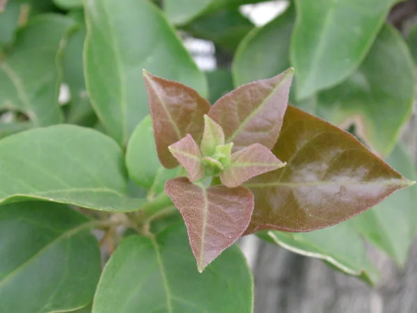 Closeup Driving Lilac Bush — Photo