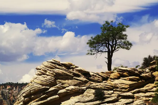 Zion National Park Utah Verenigde Staten — Stockfoto