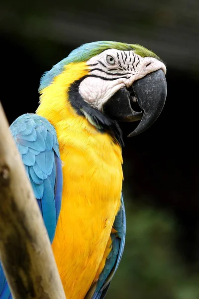 Malerischer Blick Auf Den Schönen Papageienvogel — Stockfoto