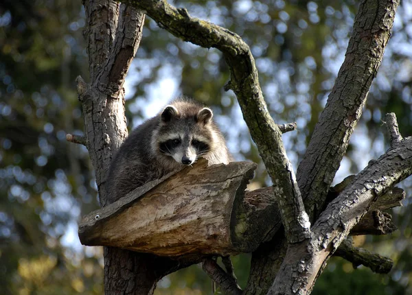 Animal Guaxinim Mamífero Fauna Família Proxionídeos — Fotografia de Stock