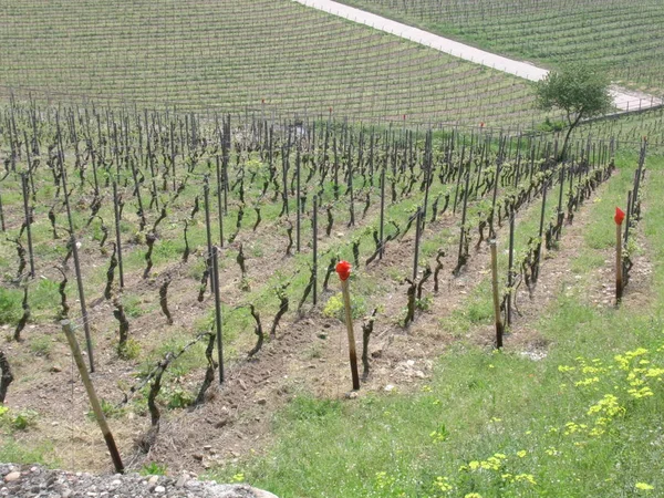 Weinanbau Weinberg — Stockfoto