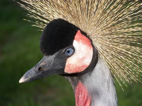 Schilderachtig Uitzicht Prachtige Gekroonde Kraanvogel — Stockfoto