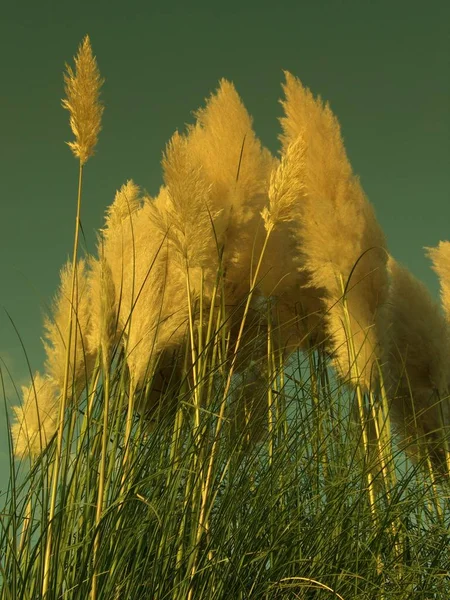 Erba Fiori Nel Campo — Foto Stock