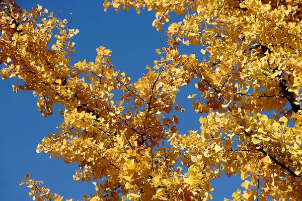 Гінкго Восени Листя Дерева — стокове фото
