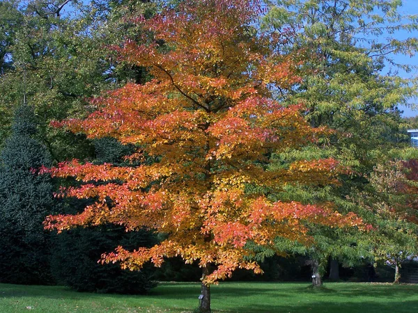 Beau Feuillage Automne Coloré — Photo